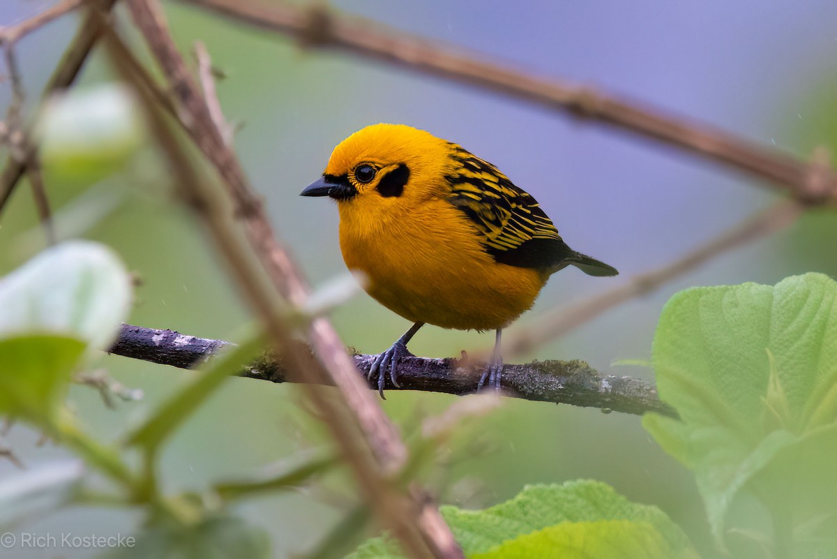 Golden Tanager - Rich Kostecke