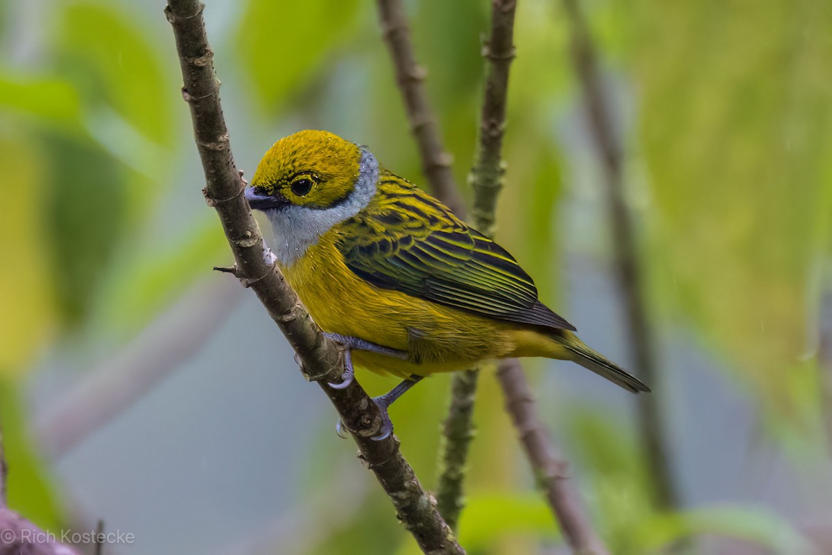 Silver-throated Tanager - Rich Kostecke