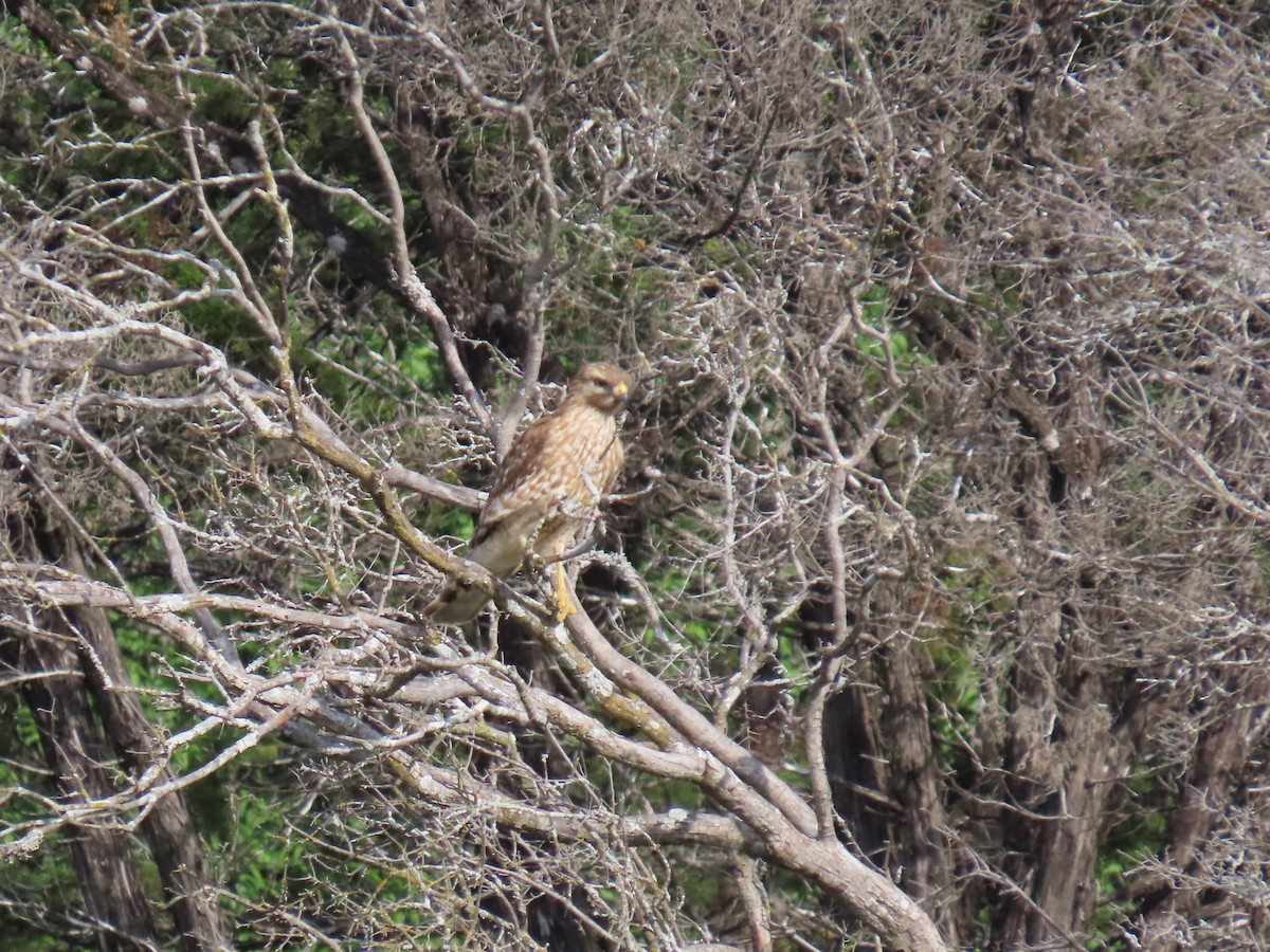 Red-shouldered Hawk - ML616289621