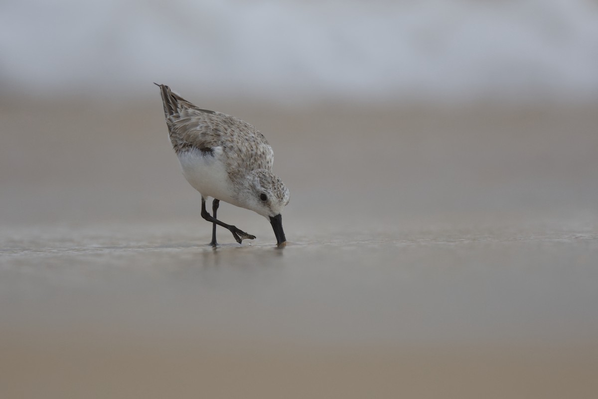 Bécasseau sanderling - ML616289655