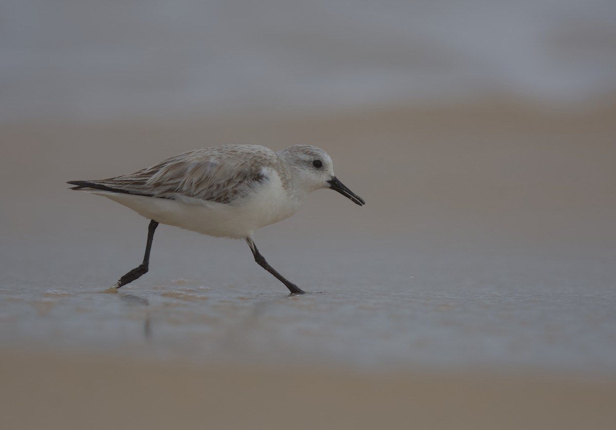 Bécasseau sanderling - ML616289656