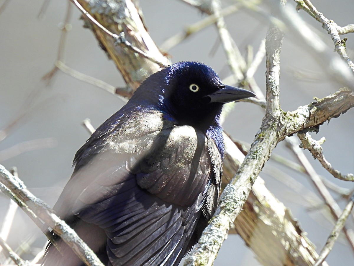 Common Grackle - Cristina Hartshorn