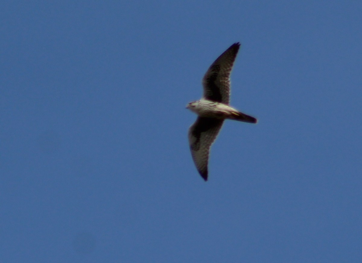 Prairie Falcon - ML616289801