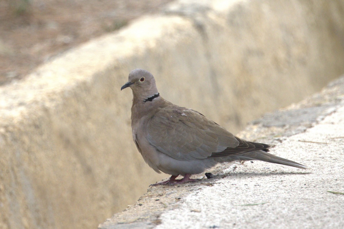 Eurasian Collared-Dove - ML616289882