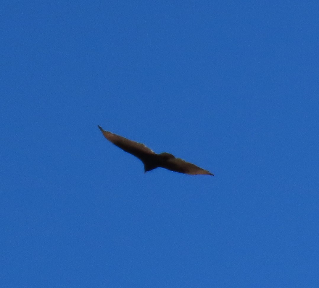 Turkey Vulture - ML616290014