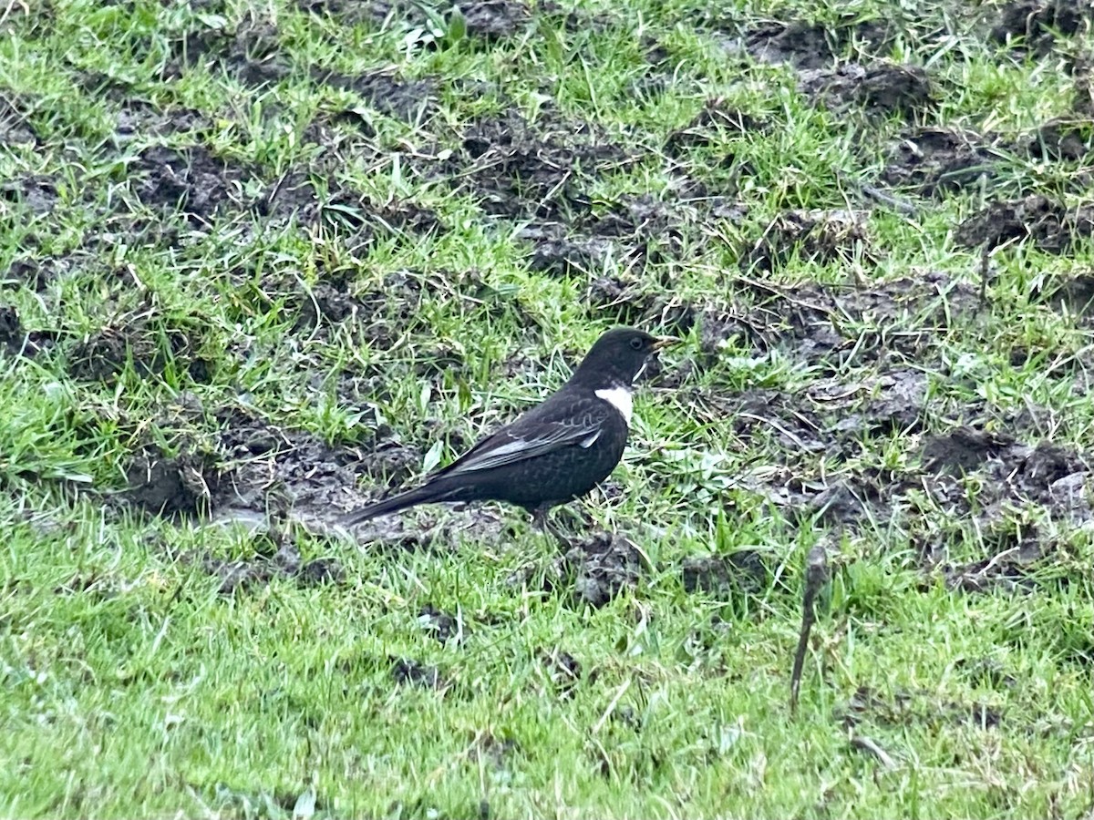 Ring Ouzel - Dave Craven