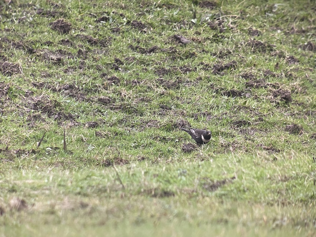 Ring Ouzel - Dave Craven