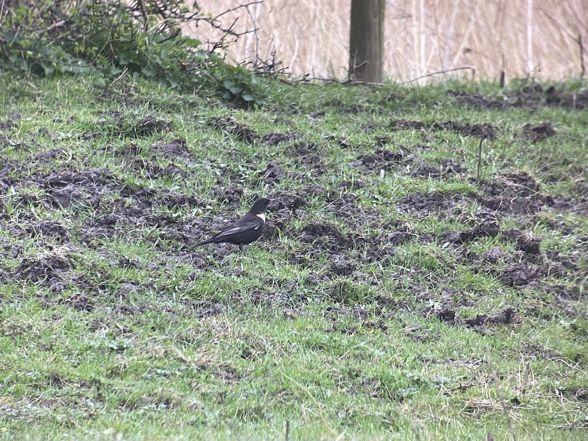 Ring Ouzel - Dave Craven