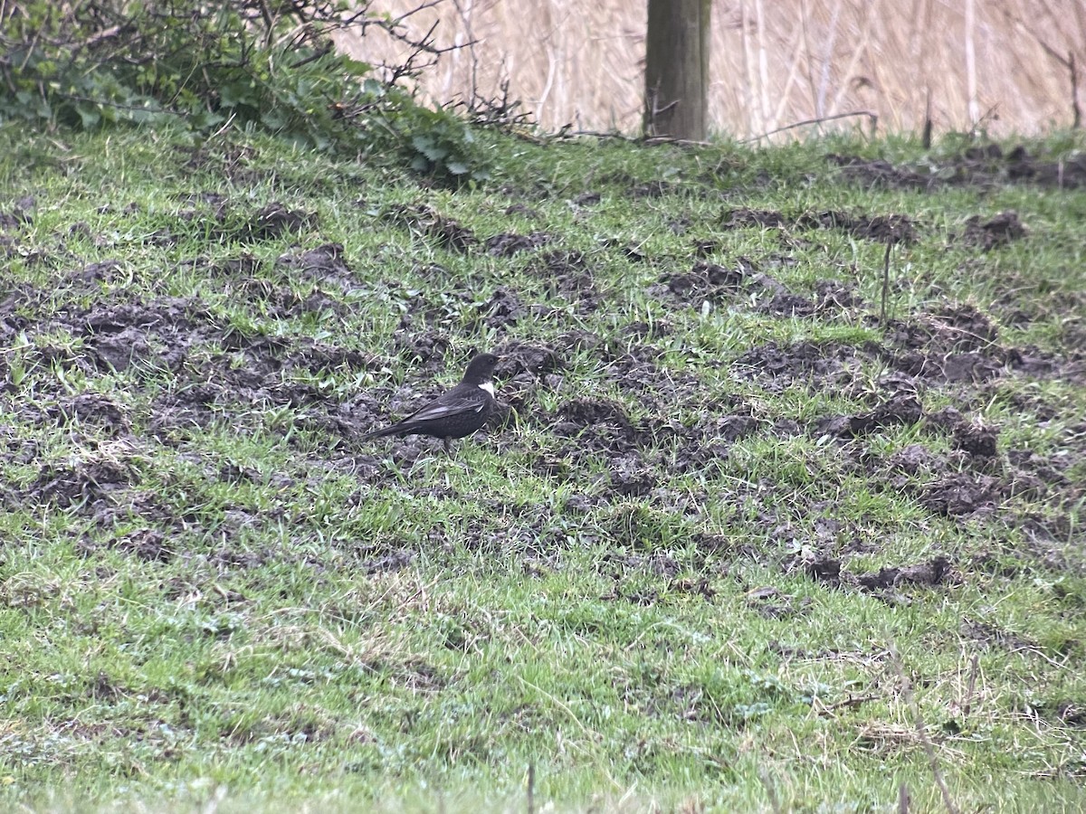 Ring Ouzel - Dave Craven