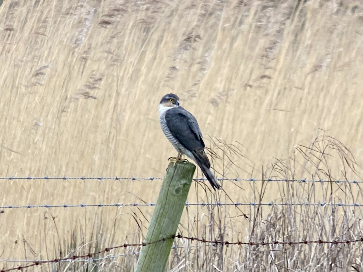 Eurasian Sparrowhawk - ML616290043