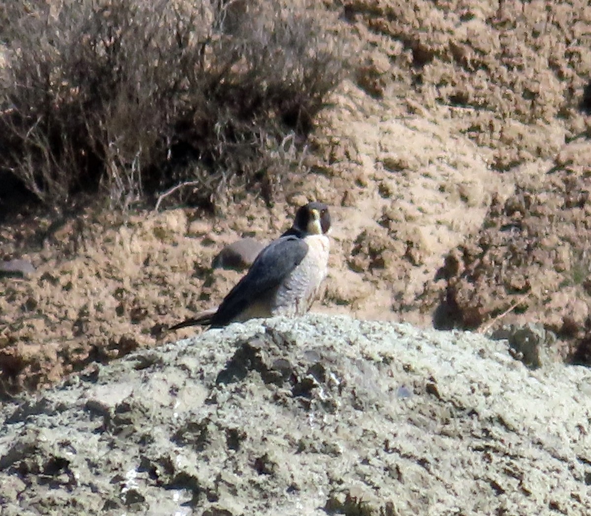 Peregrine Falcon - JoAnn Potter Riggle 🦤