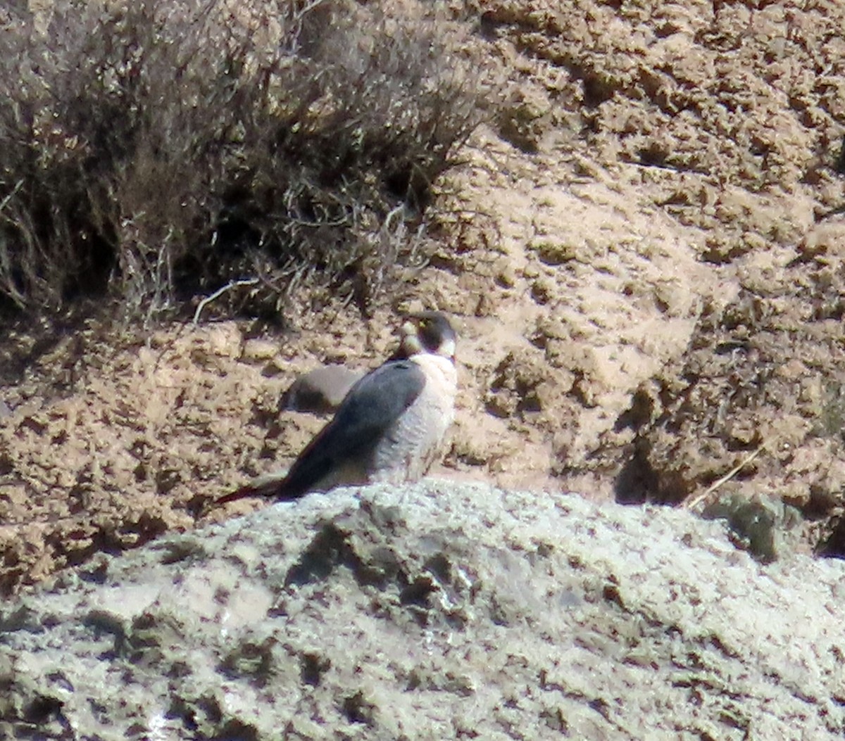 Peregrine Falcon - JoAnn Potter Riggle 🦤