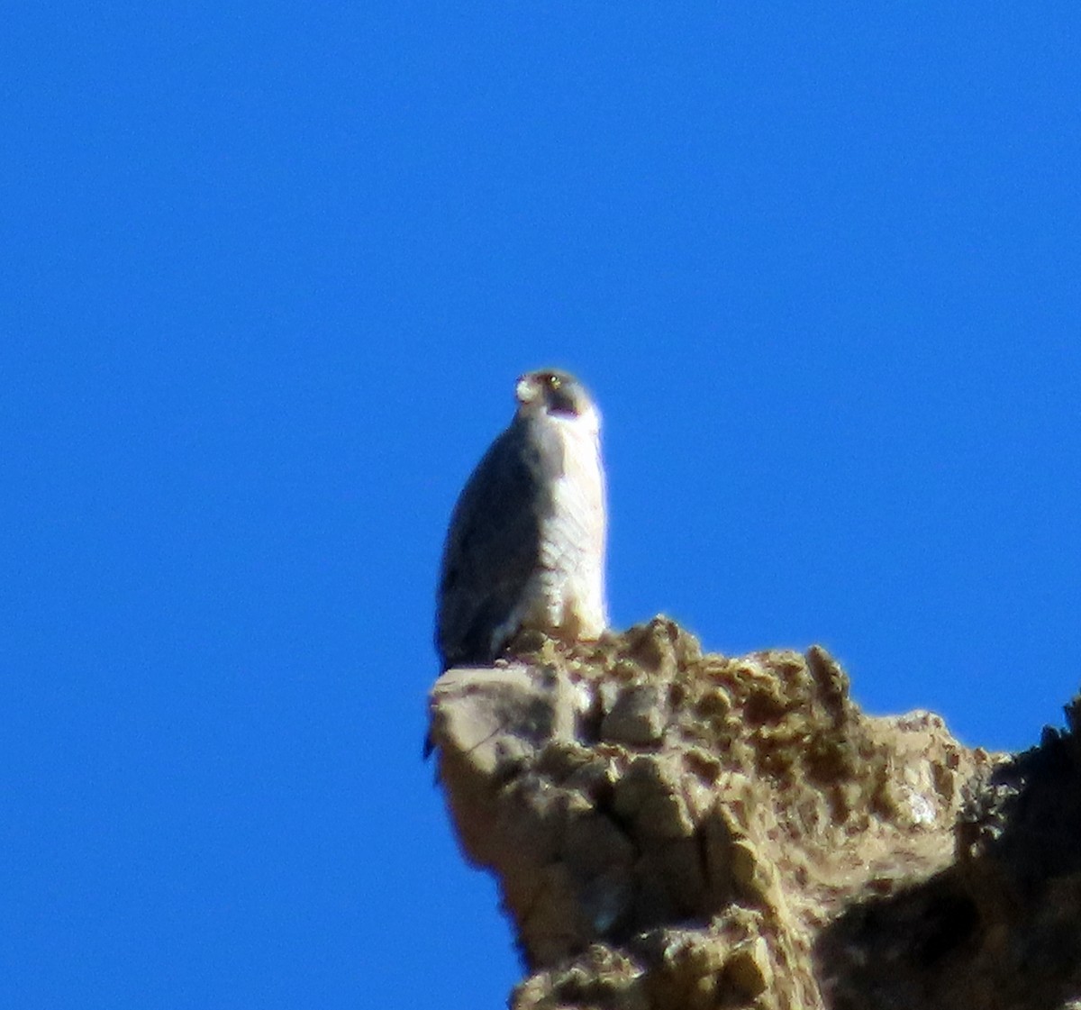 Peregrine Falcon - JoAnn Potter Riggle 🦤