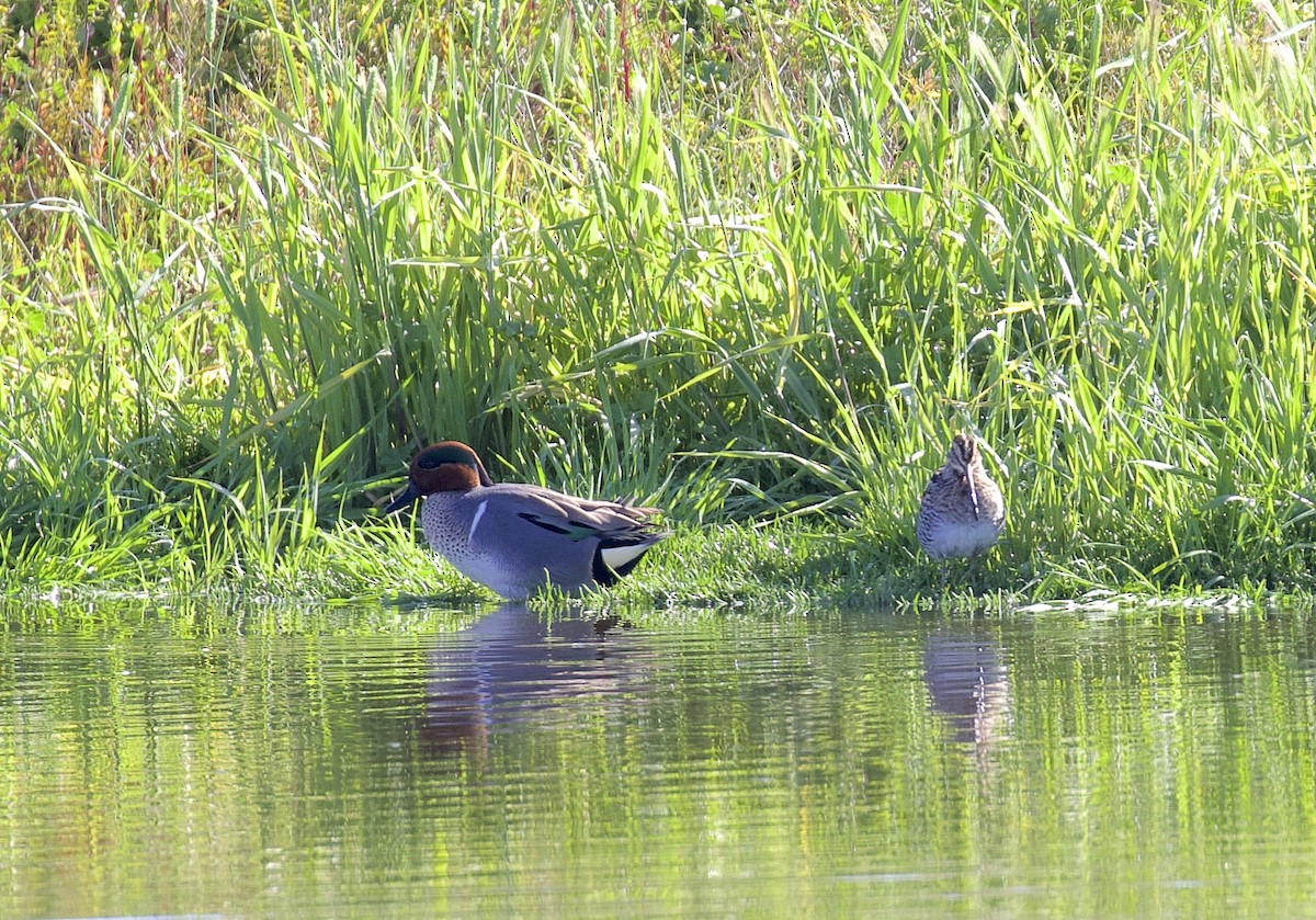 Green-winged Teal - ML616290088