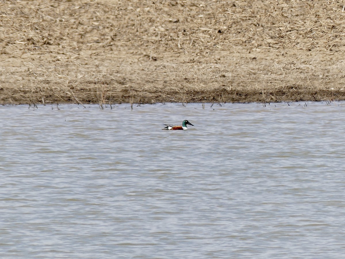 Northern Shoveler - ML616290135