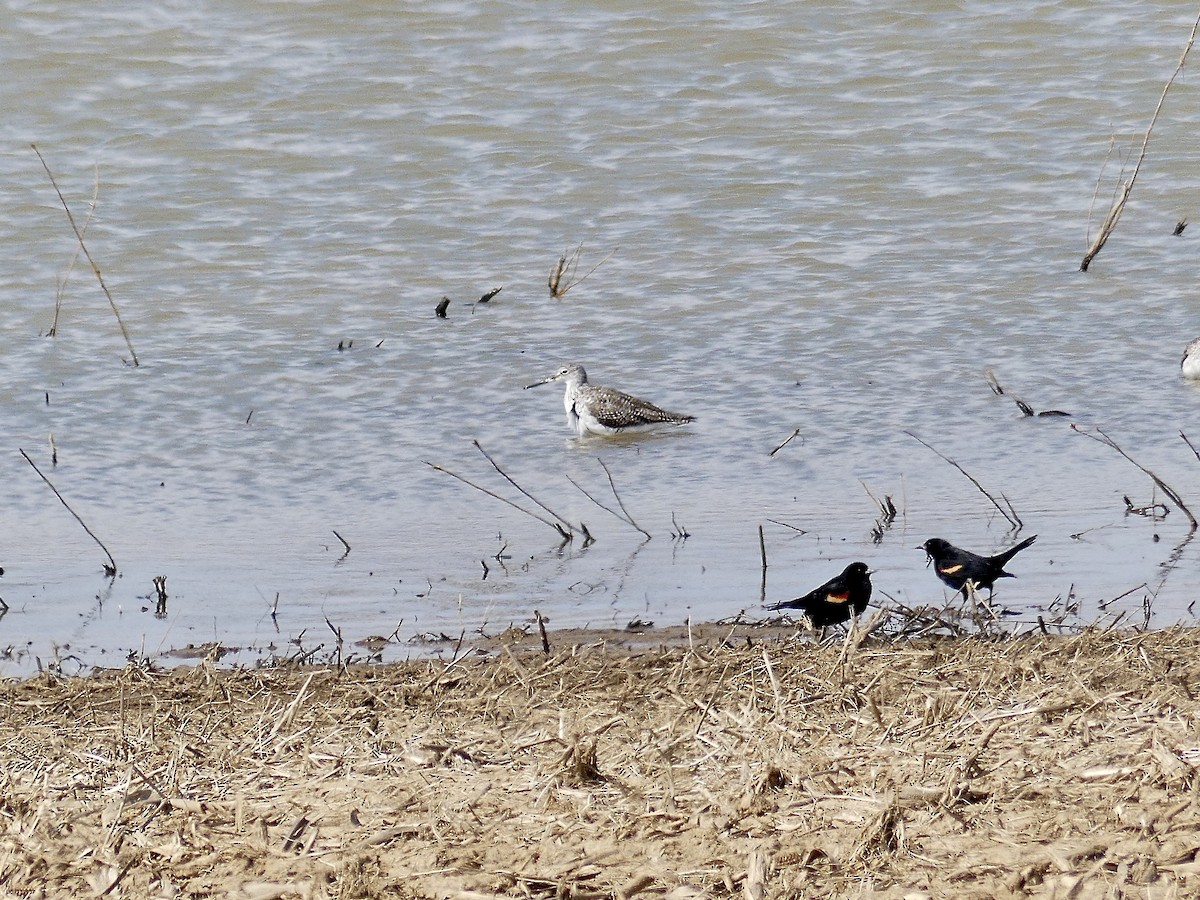 Greater Yellowlegs - ML616290150