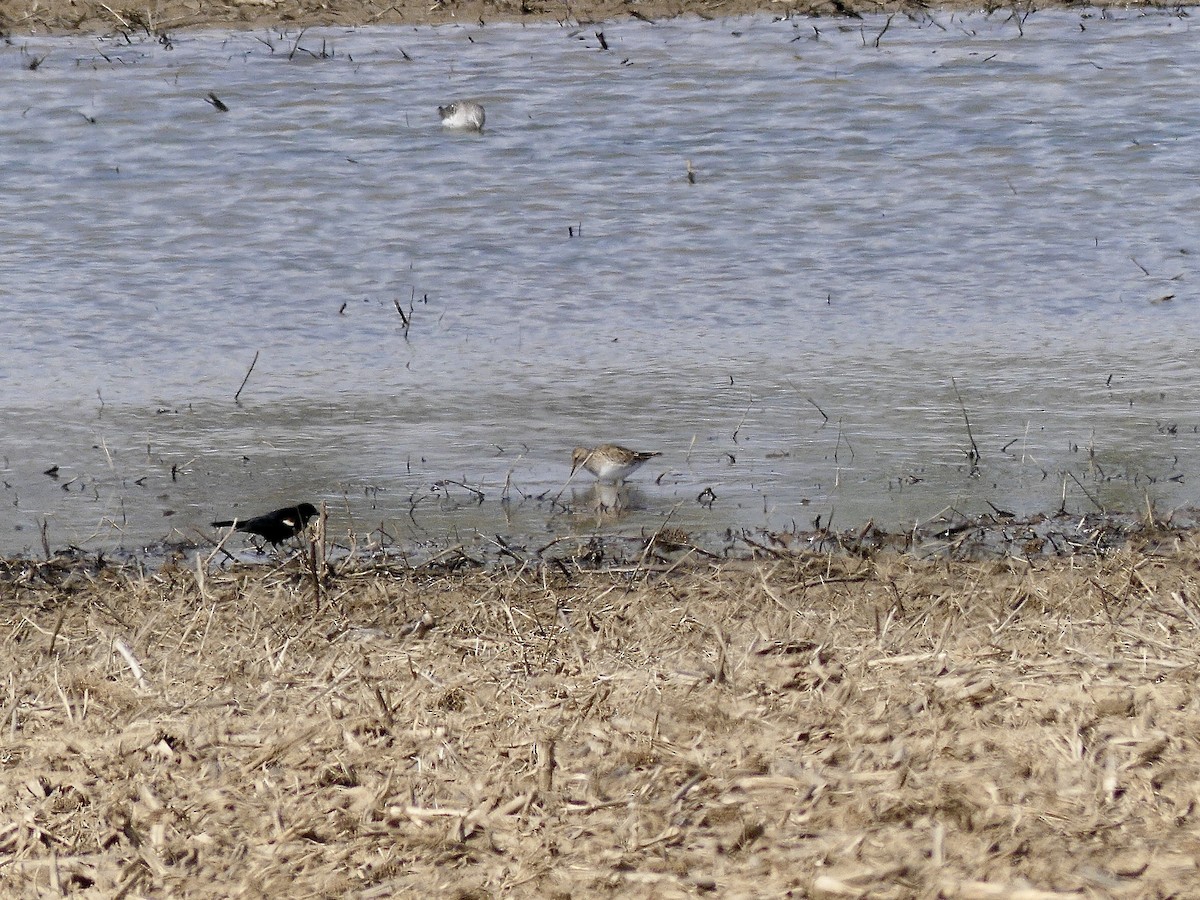 Pectoral Sandpiper - ML616290191