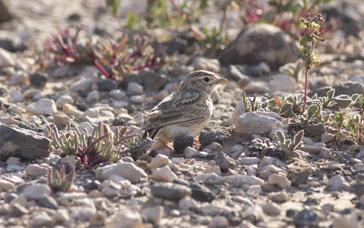 Mediterranean Short-toed Lark - ML616290227