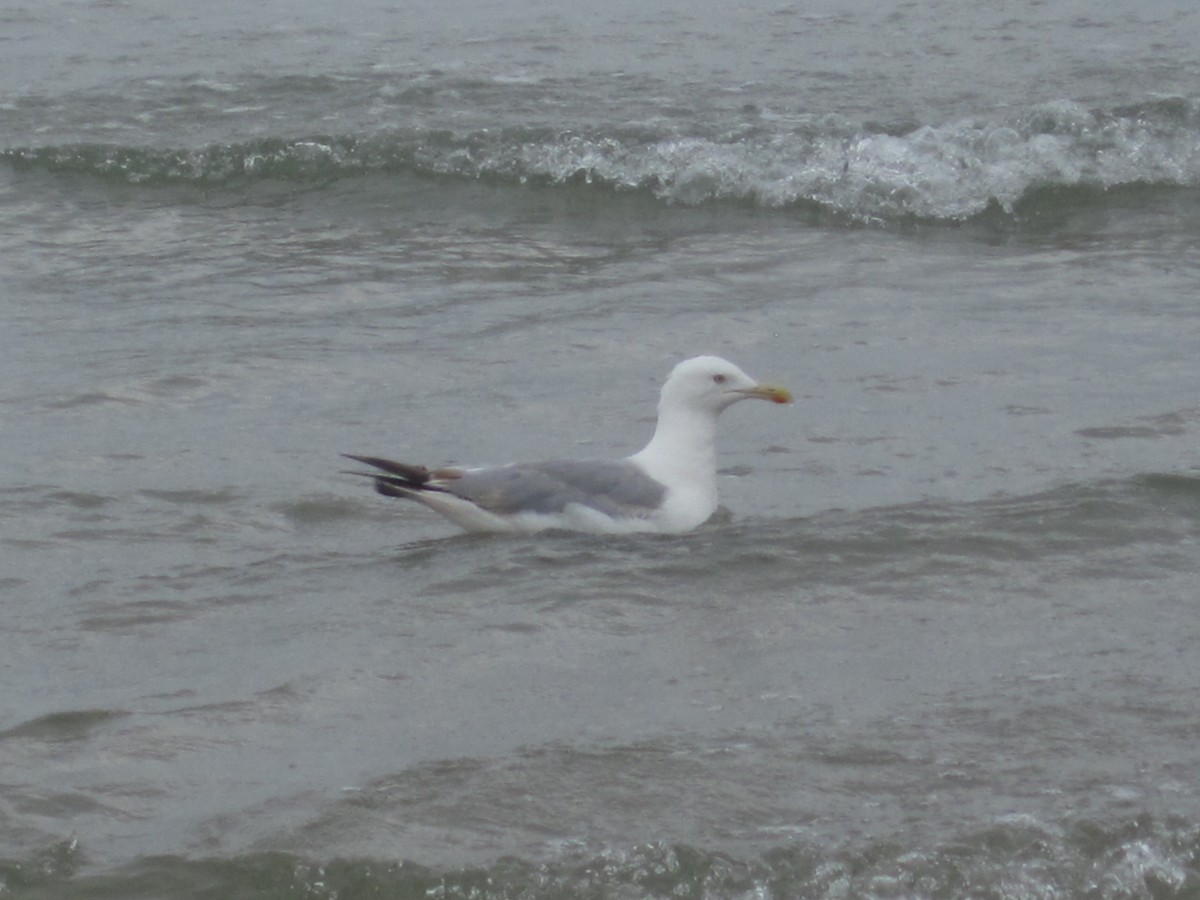 Herring Gull - ML616290242