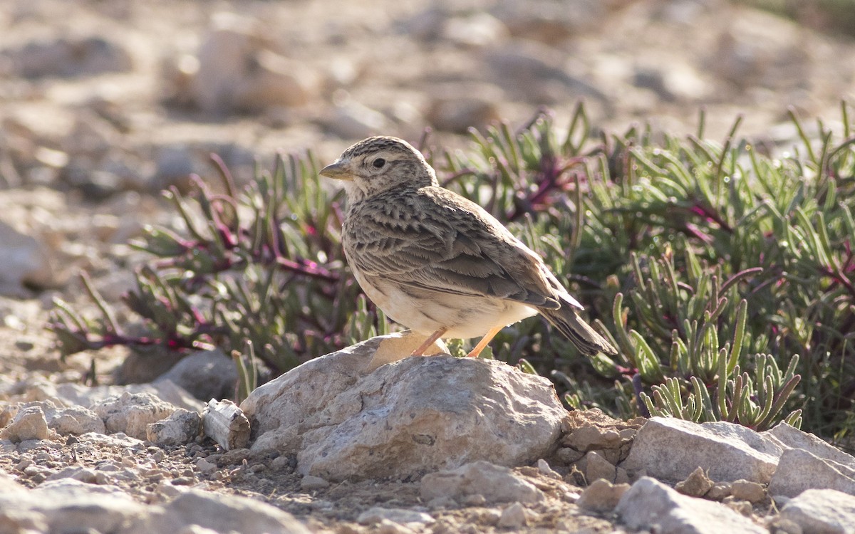 Mediterranean Short-toed Lark - ML616290243
