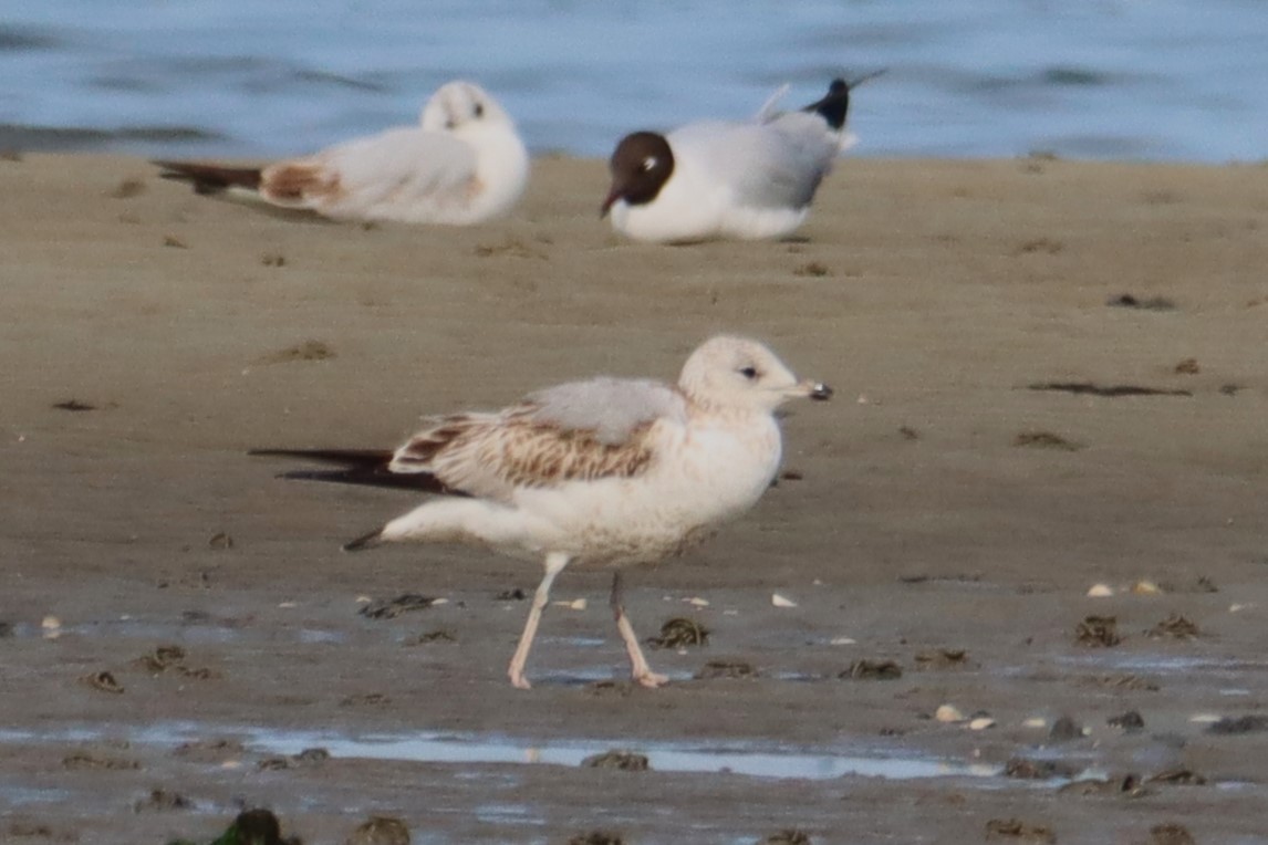 Common Gull - ML616290248