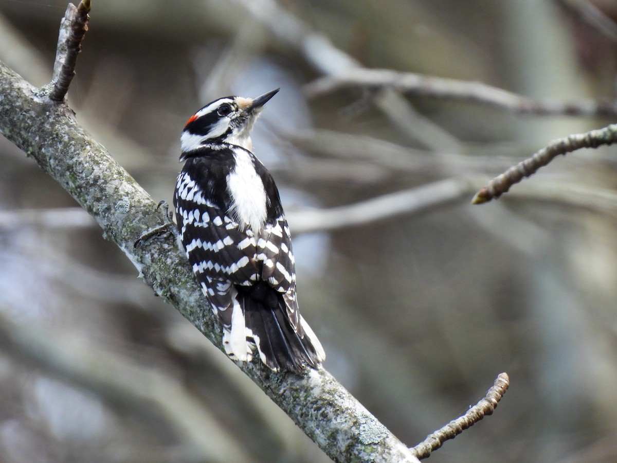 Downy Woodpecker - ML616290262