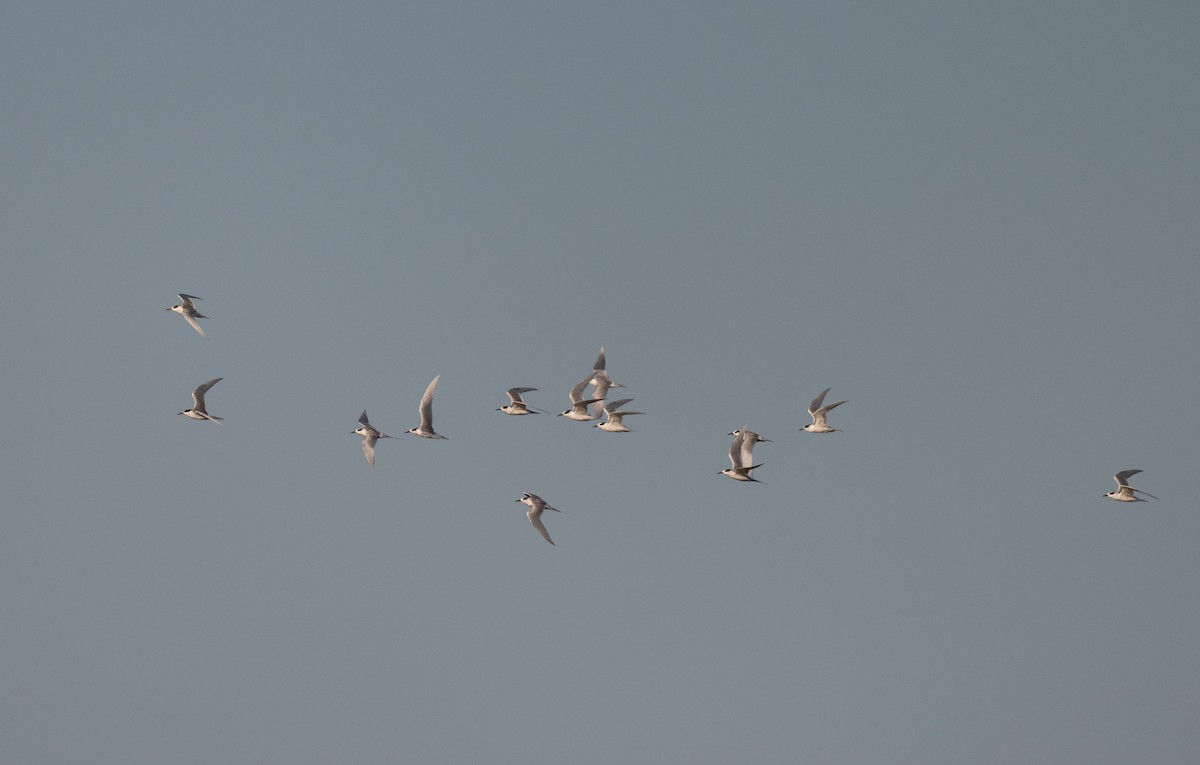 Forster's Tern - ML616290296