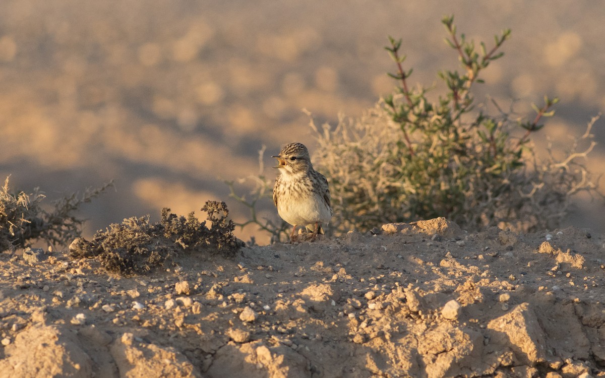 Mediterranean Short-toed Lark - Emmanuel Naudot