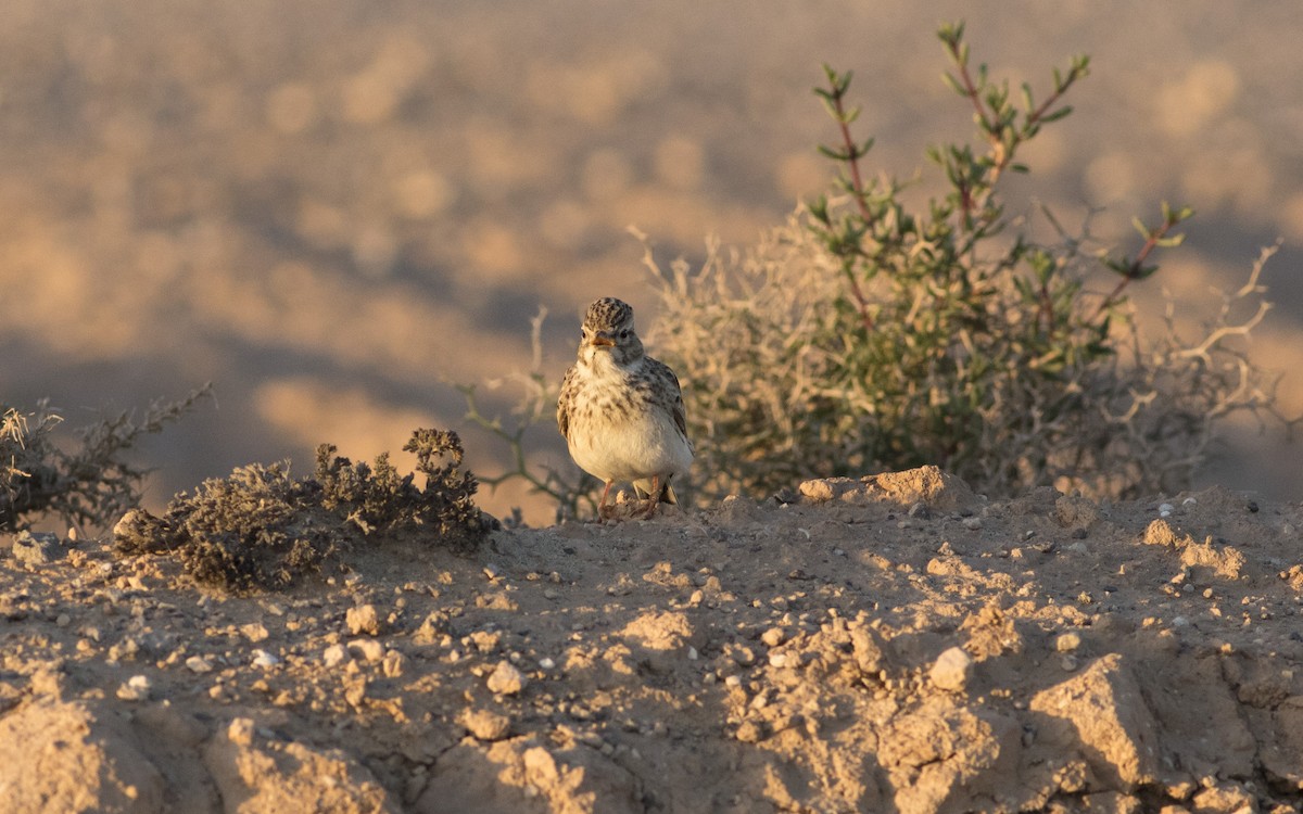 Mediterranean Short-toed Lark - Emmanuel Naudot