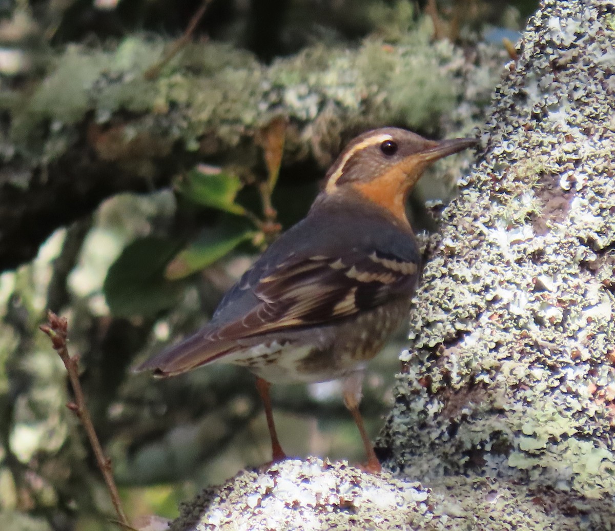 Varied Thrush - Chris FL