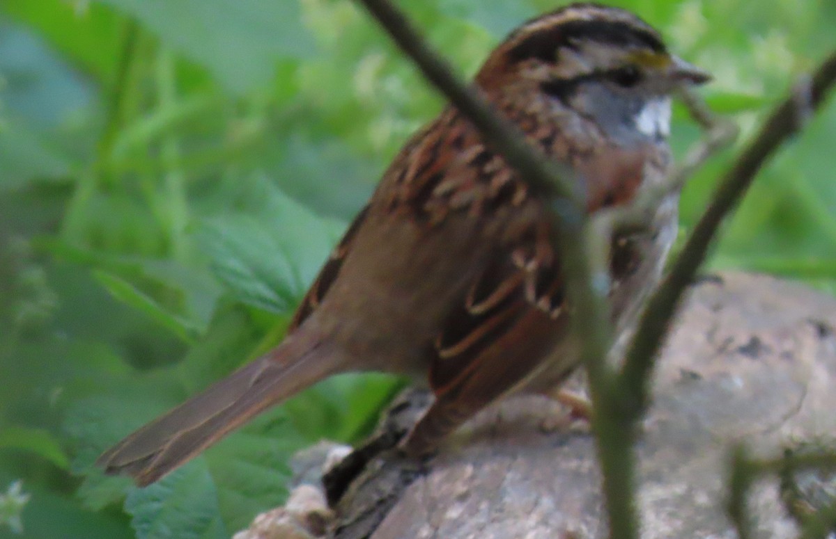 White-throated Sparrow - ML616290367