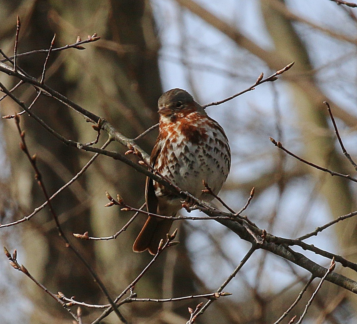 Fox Sparrow - ML616290401