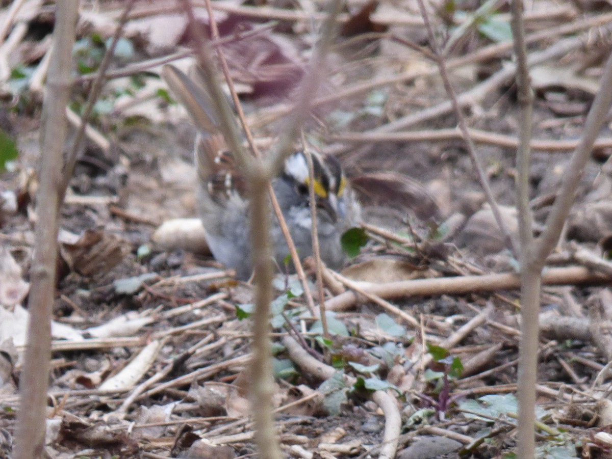 White-throated Sparrow - ML616290411