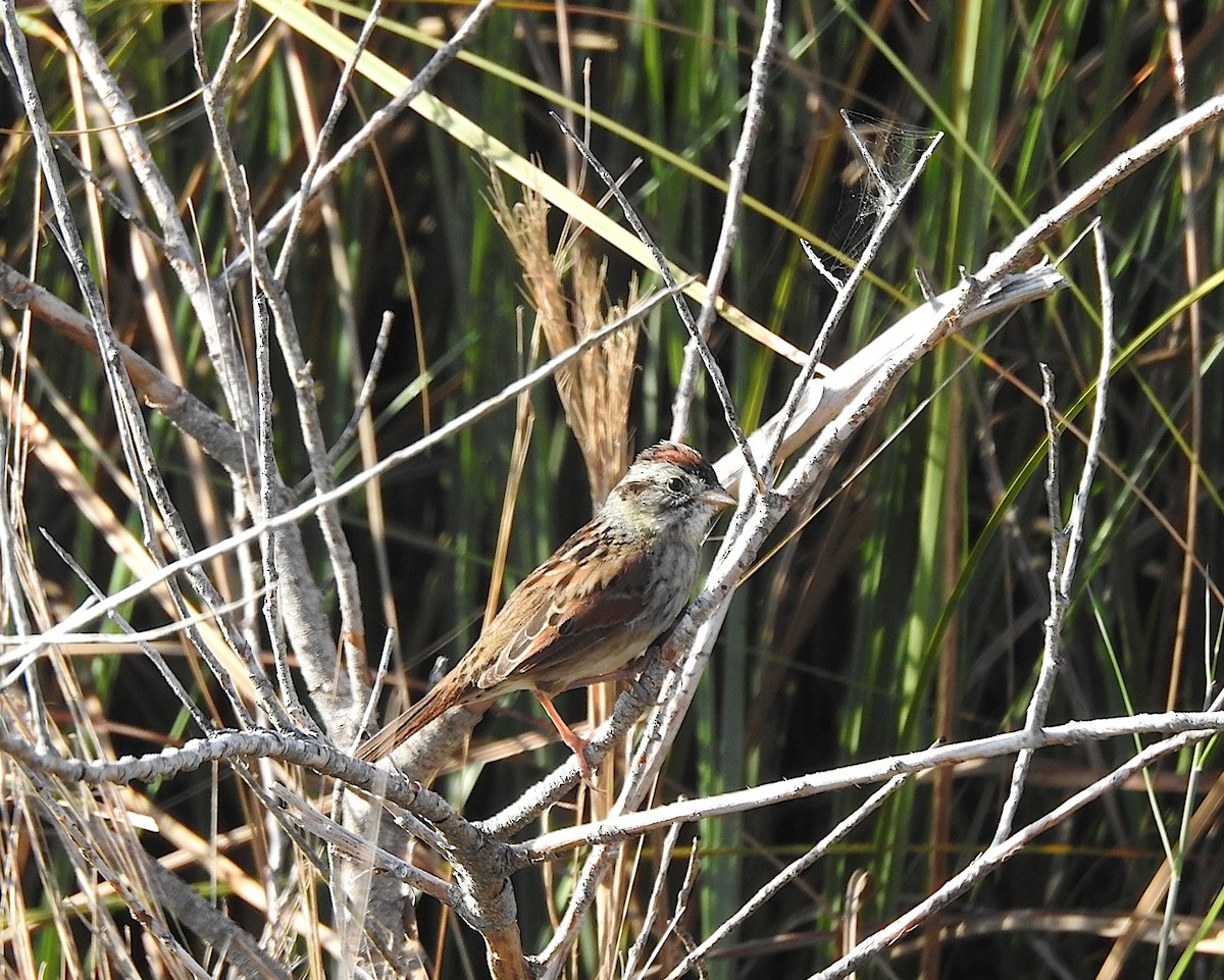 Swamp Sparrow - Barbara Hiaasen