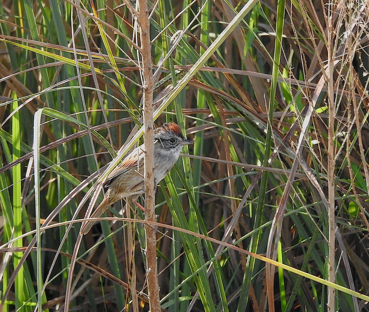 Swamp Sparrow - Barbara Hiaasen