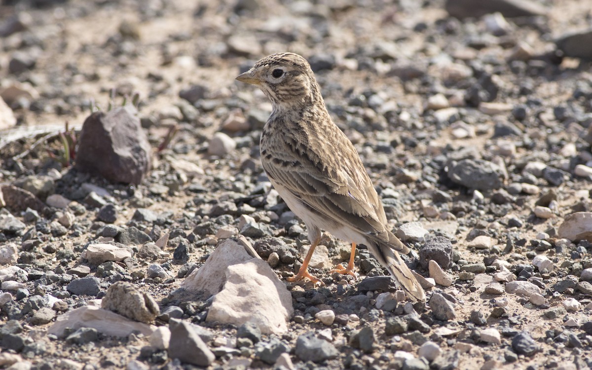 Mediterranean Short-toed Lark - ML616290440