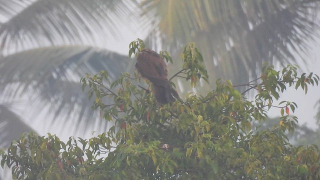 Western Marsh Harrier - ML616290449