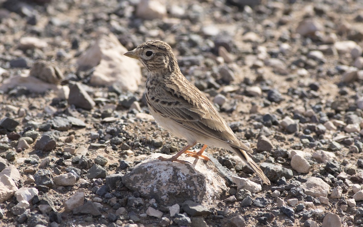 Mediterranean Short-toed Lark - ML616290461