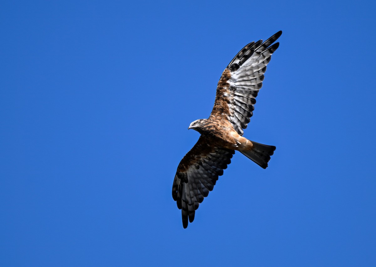 Square-tailed Kite - Trevor Vale