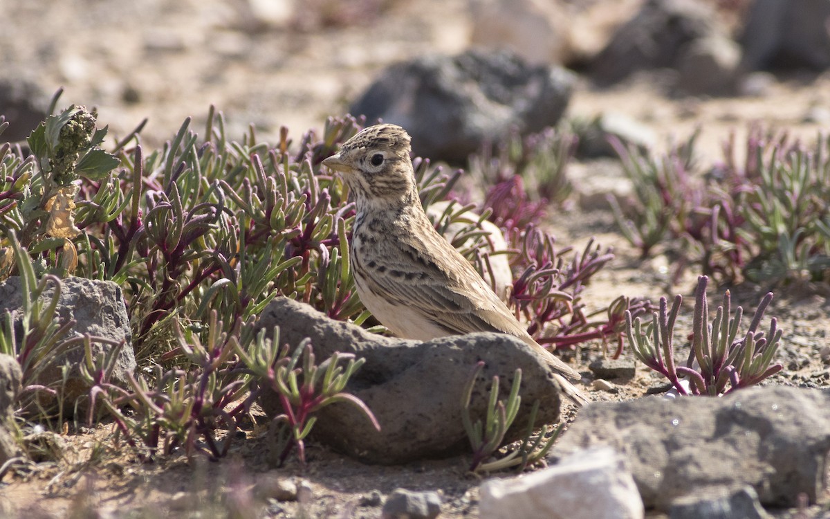 Mediterranean Short-toed Lark - ML616290515