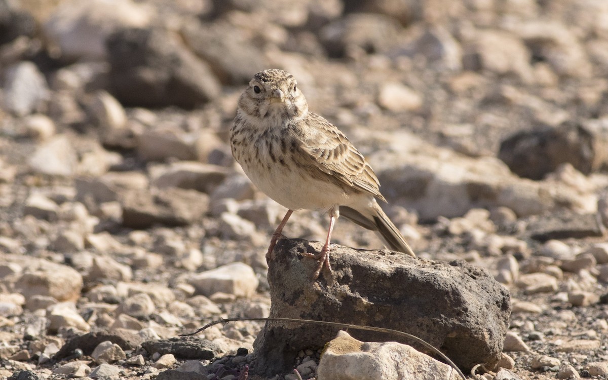 Mediterranean Short-toed Lark - ML616290536