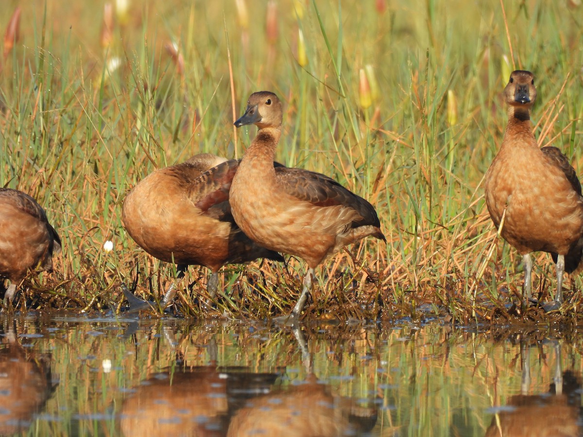 Lesser Whistling-Duck - ML616290542