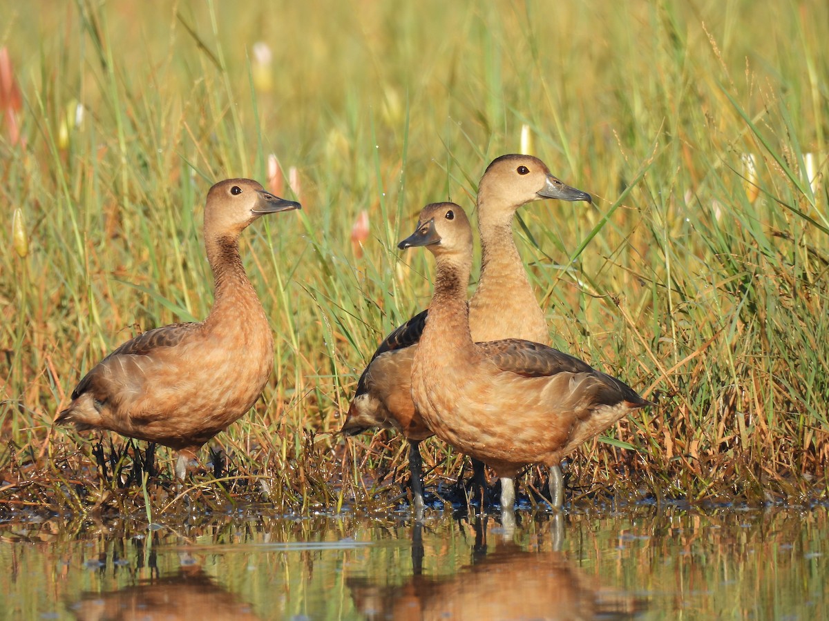 Lesser Whistling-Duck - shyamkumar puravankara