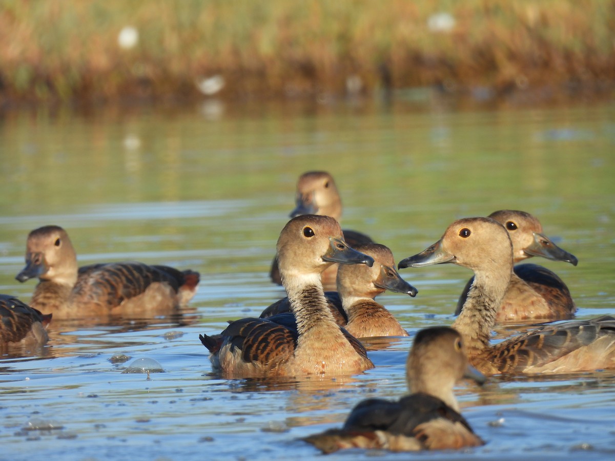 Lesser Whistling-Duck - shyamkumar puravankara