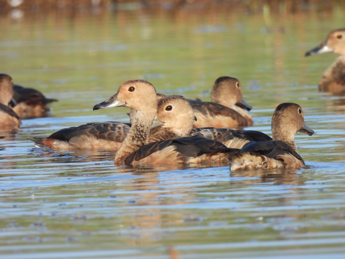 Lesser Whistling-Duck - ML616290560