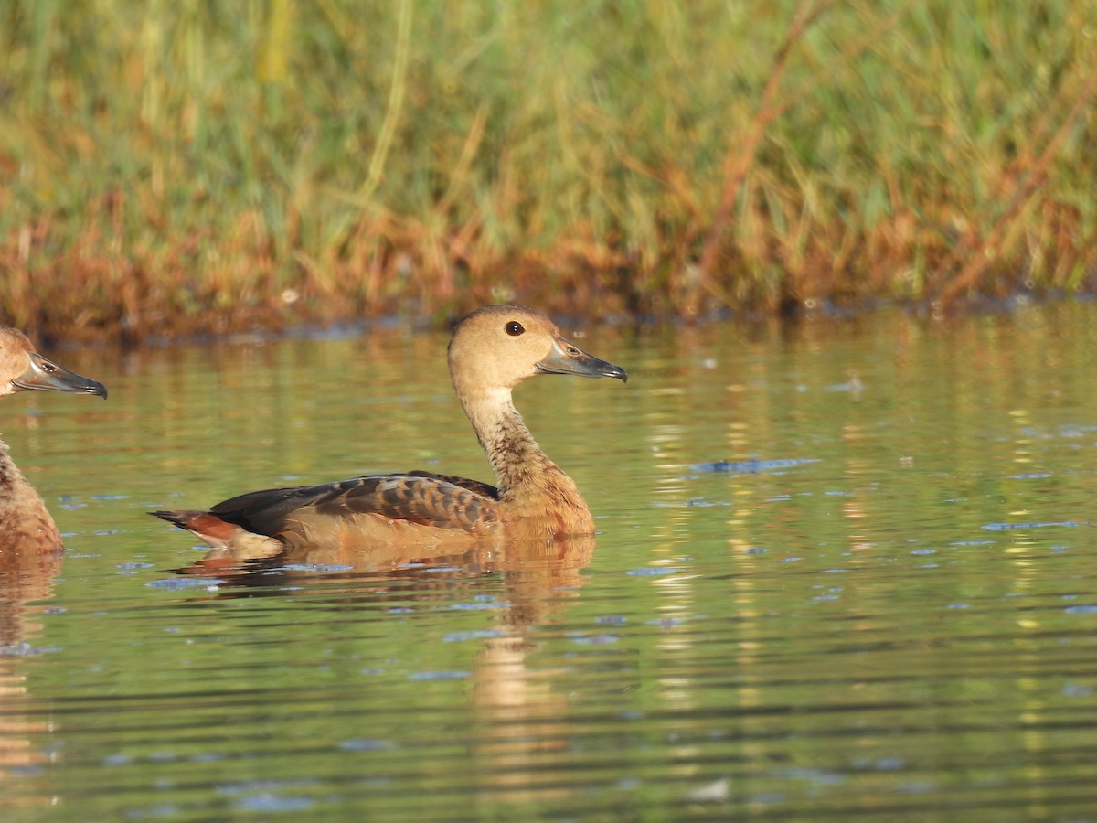 Lesser Whistling-Duck - shyamkumar puravankara