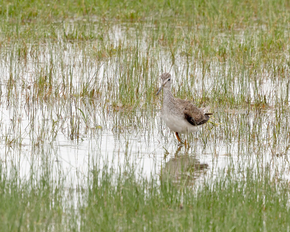 Greater Yellowlegs - ML616290568