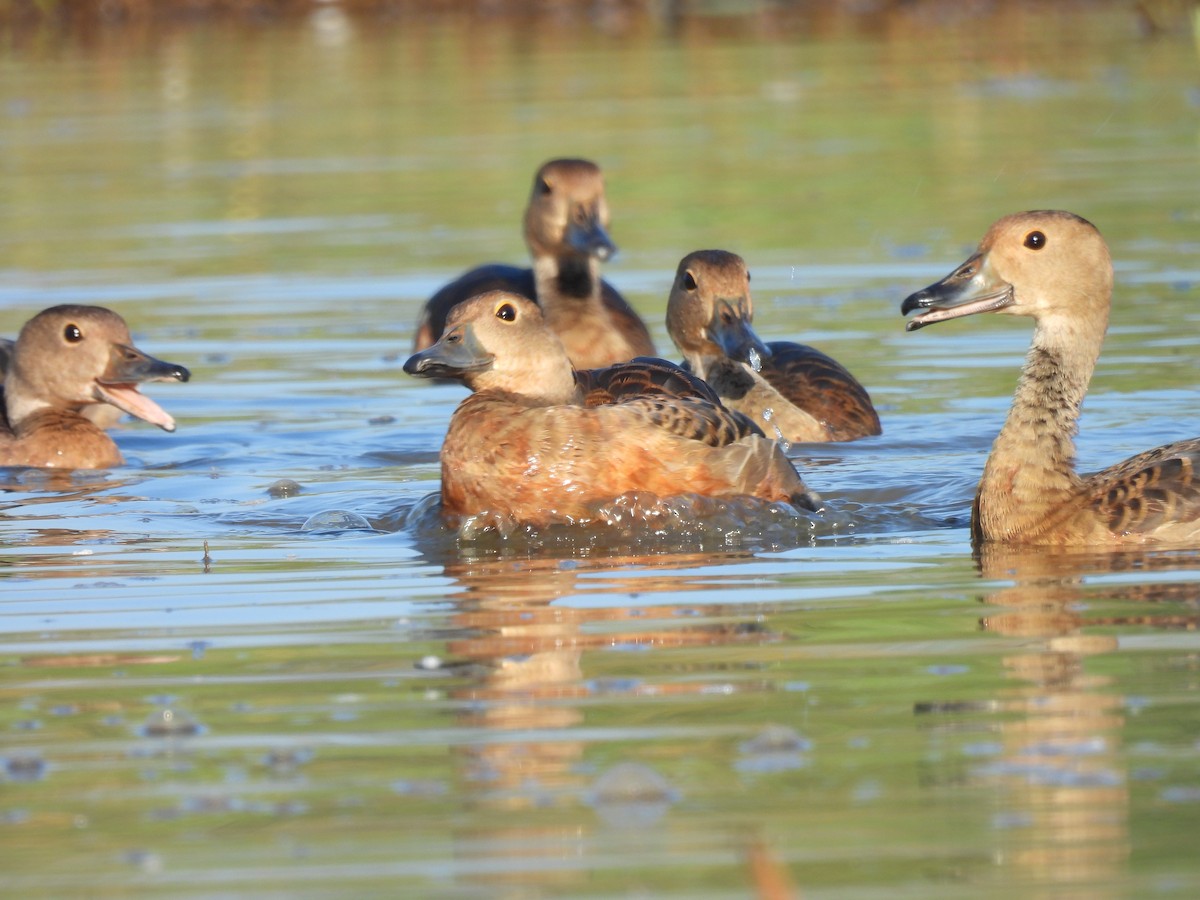 Lesser Whistling-Duck - shyamkumar puravankara