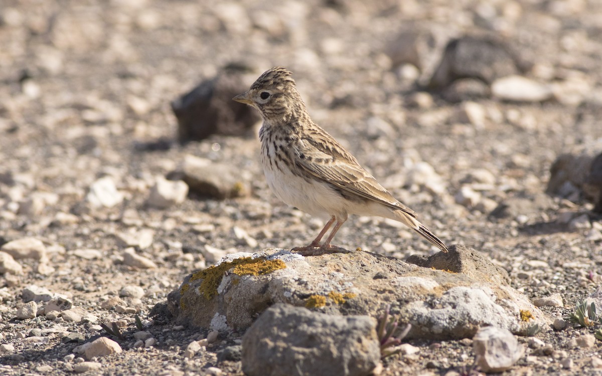 Mediterranean Short-toed Lark - ML616290581