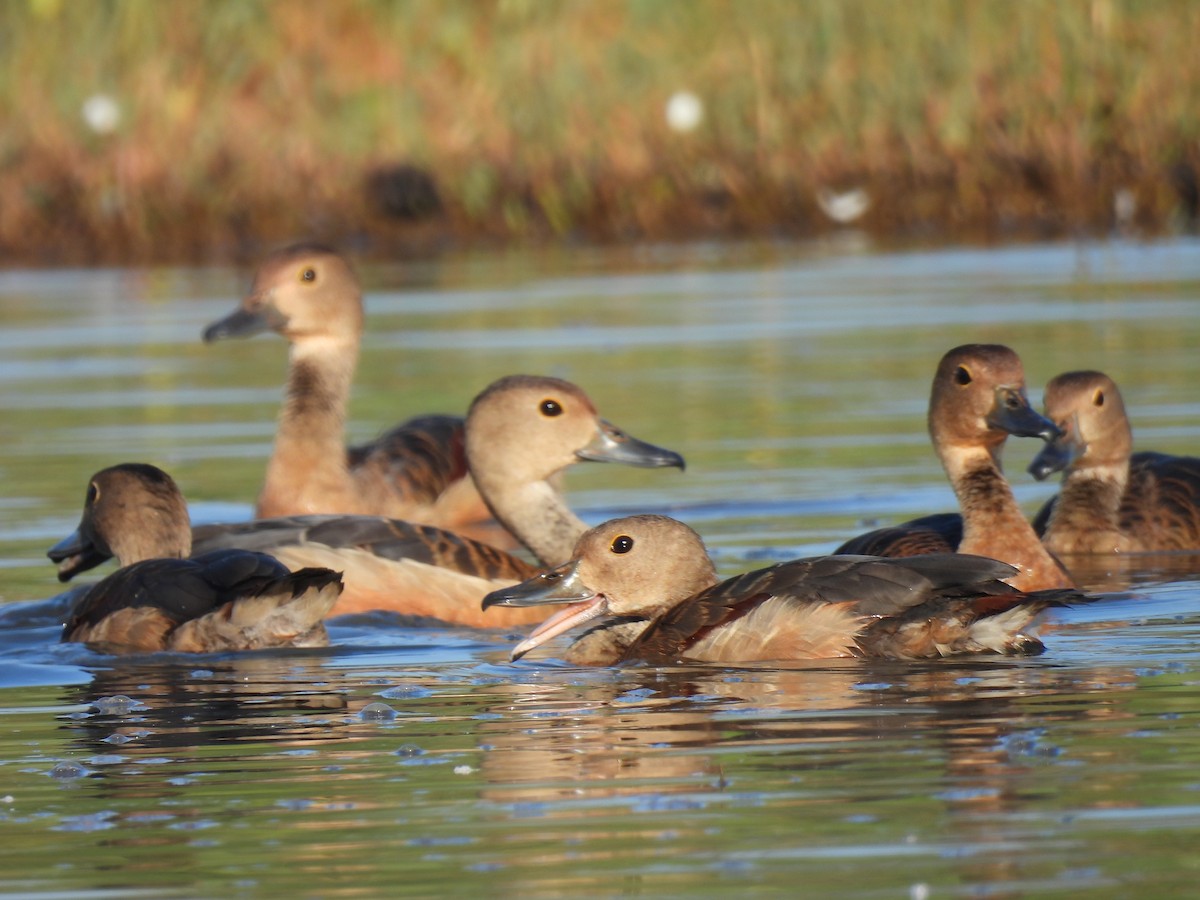 Lesser Whistling-Duck - shyamkumar puravankara